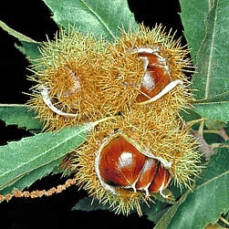 Des images de diffrentes plantes